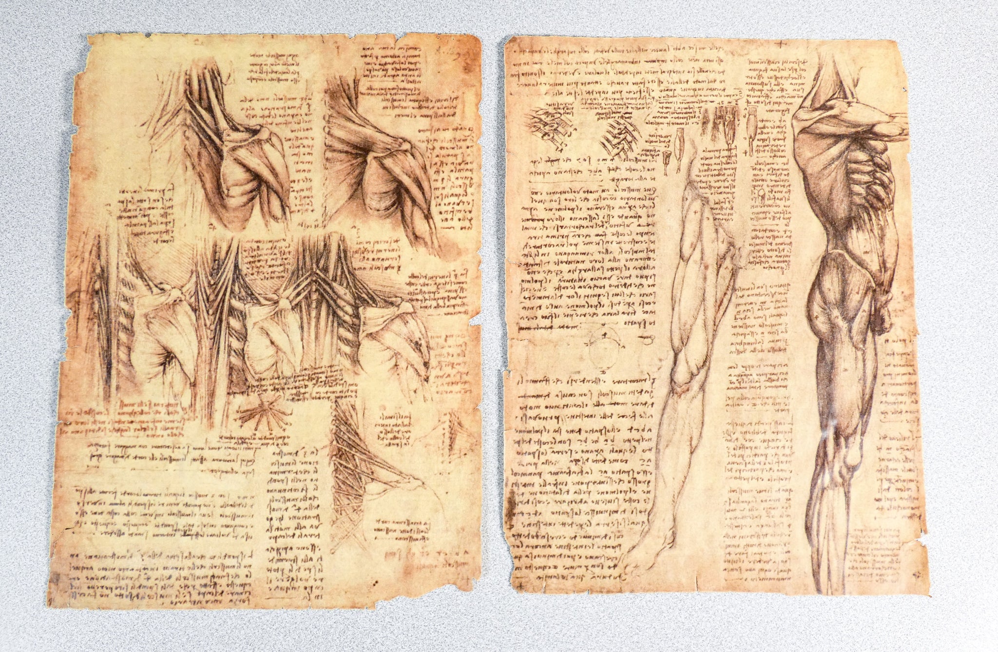 codice anatomia leonardo da vinci manoscritto facsimile libro omnia arte