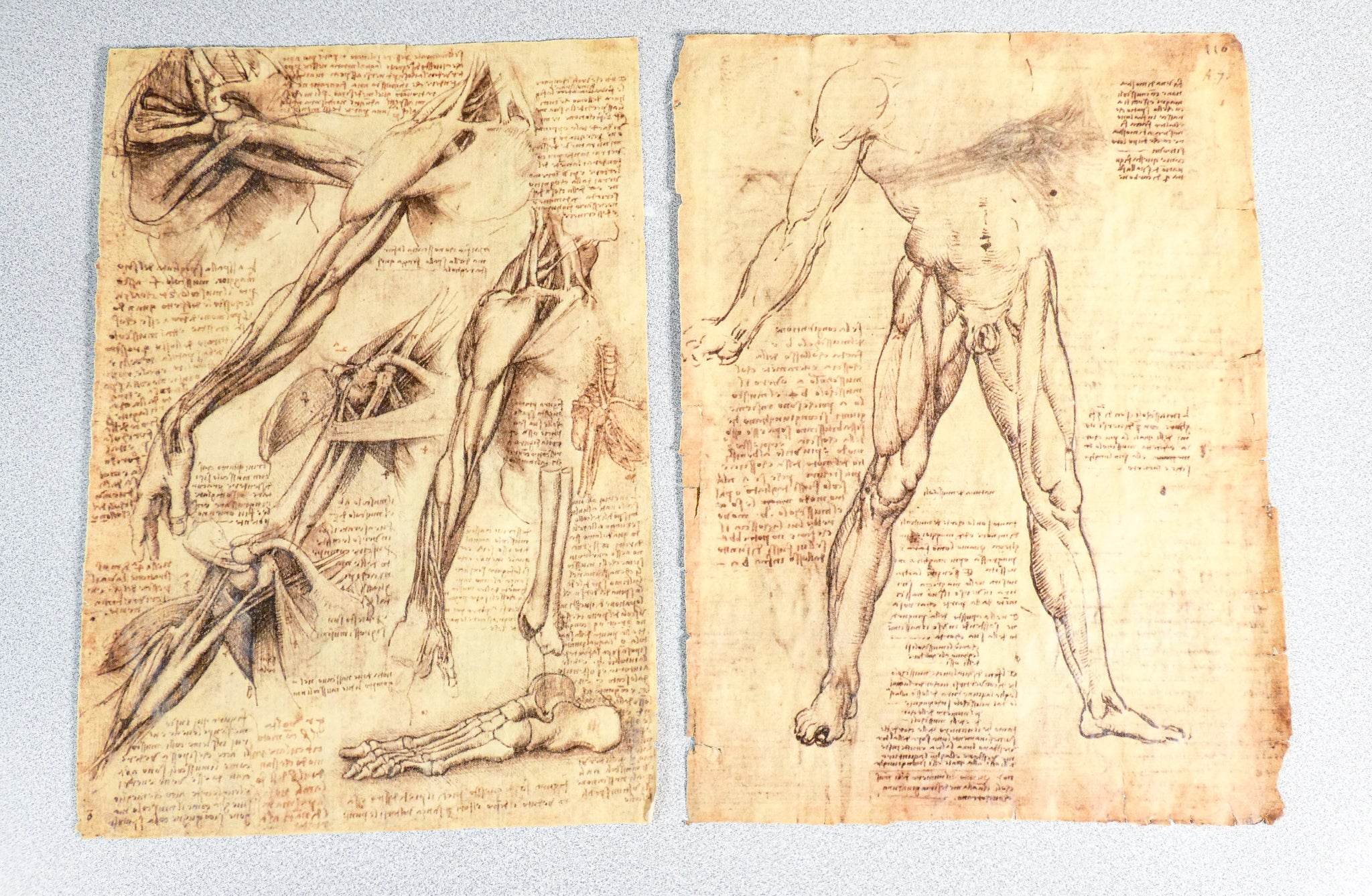 codice anatomia leonardo da vinci manoscritto facsimile libro omnia arte