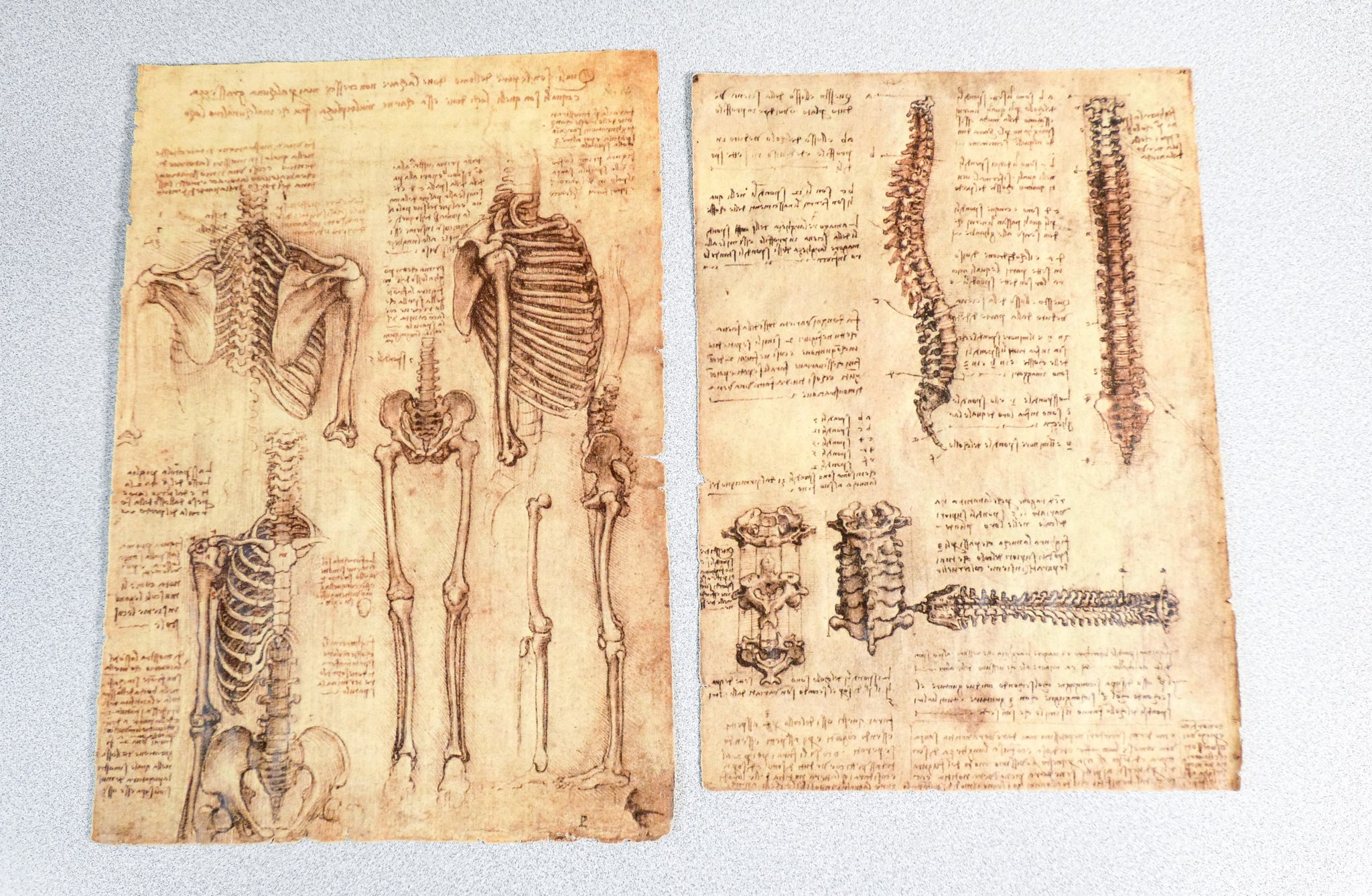 codice anatomia leonardo da vinci manoscritto facsimile libro omnia arte