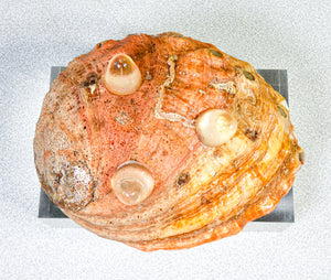 scultura svuotatasche design conchiglia abalone orecchie di mare ciotola